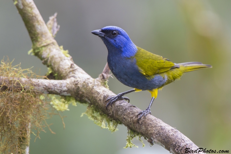 Blue-capped Tanager