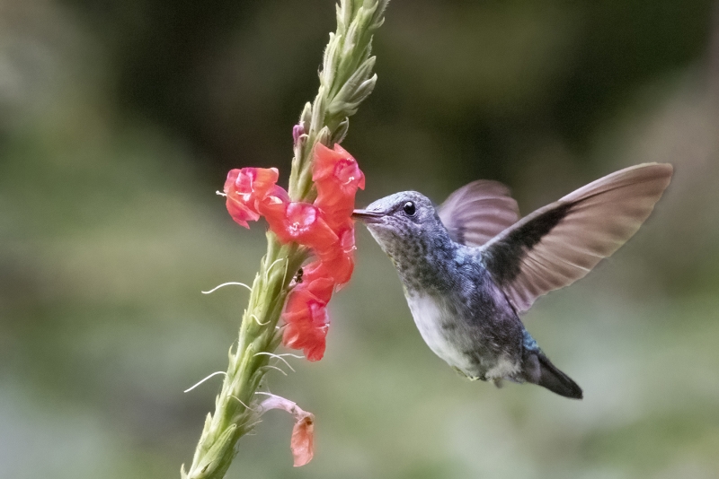 Blue-chinned Sapphire