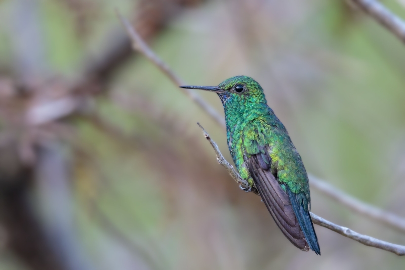 Blue-chinned Sapphire