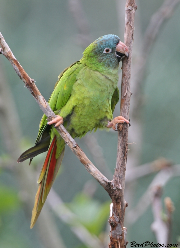 Blue-crowned Parakeet