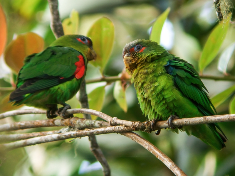 Blue-fronted Parrotlet