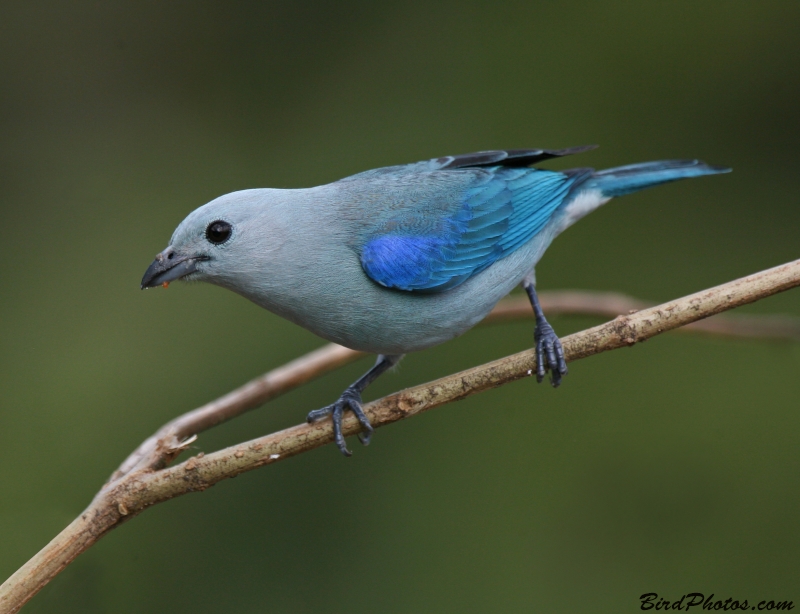 Blue-grey Tanager