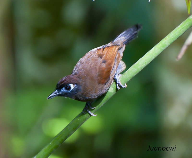 Blue-lored Antbird