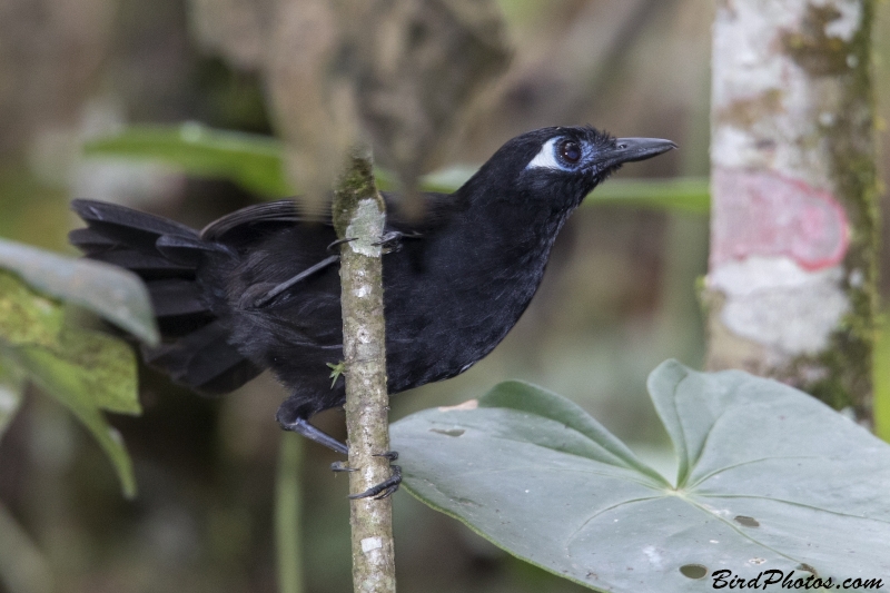 Blue-lored Antbird