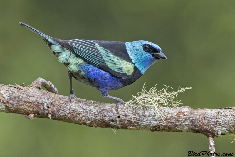 Blue-necked Tanager