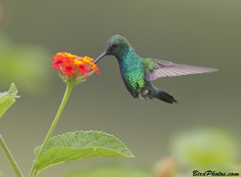 Blue-tailed Emerald