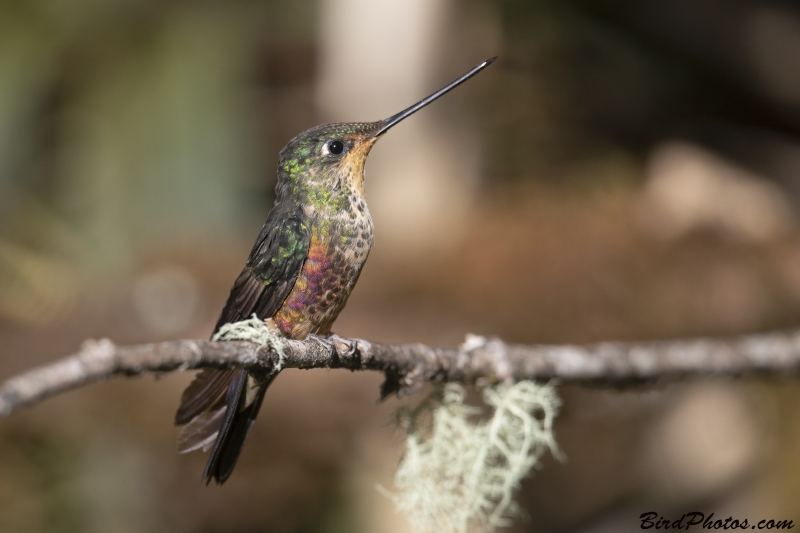 Blue-throated Starfrontlet