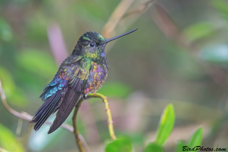 Blue-throated Starfrontlet