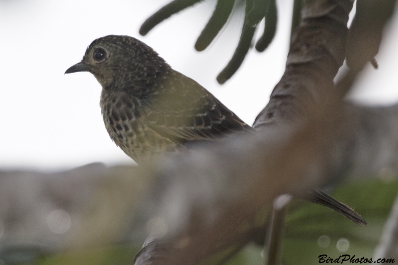 Blue Cotinga