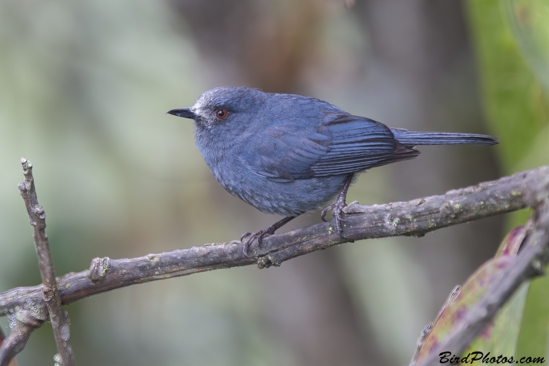 Bluish Flowerpiercer