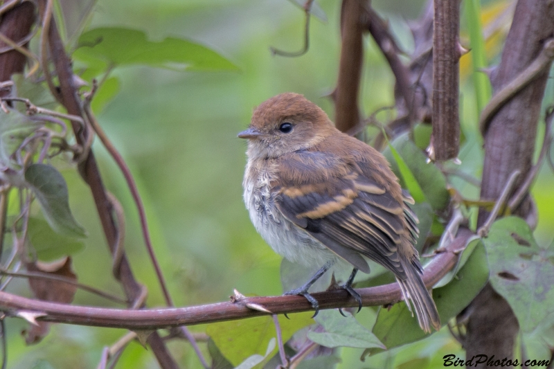 Bran-colored Flycatcher