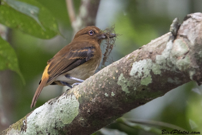 Bright-rumped Attila