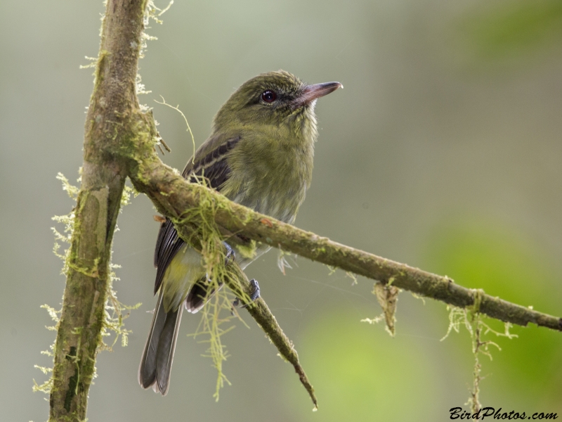 Bright-rumped Attila