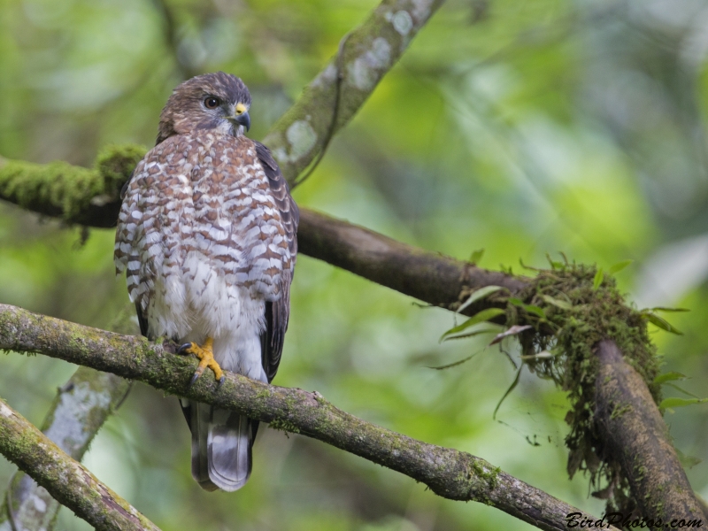 Broad-winged Hawk