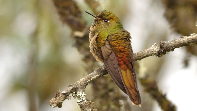 Bronze-tailed Thornbill