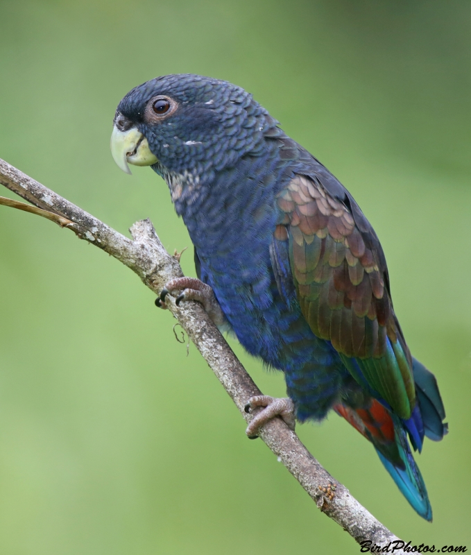 Bronze-winged Parrot