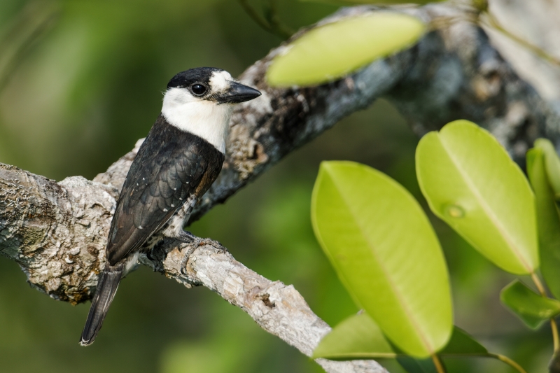 Brown-banded Puffbird