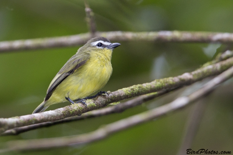 Brown-capped Tyrannulet