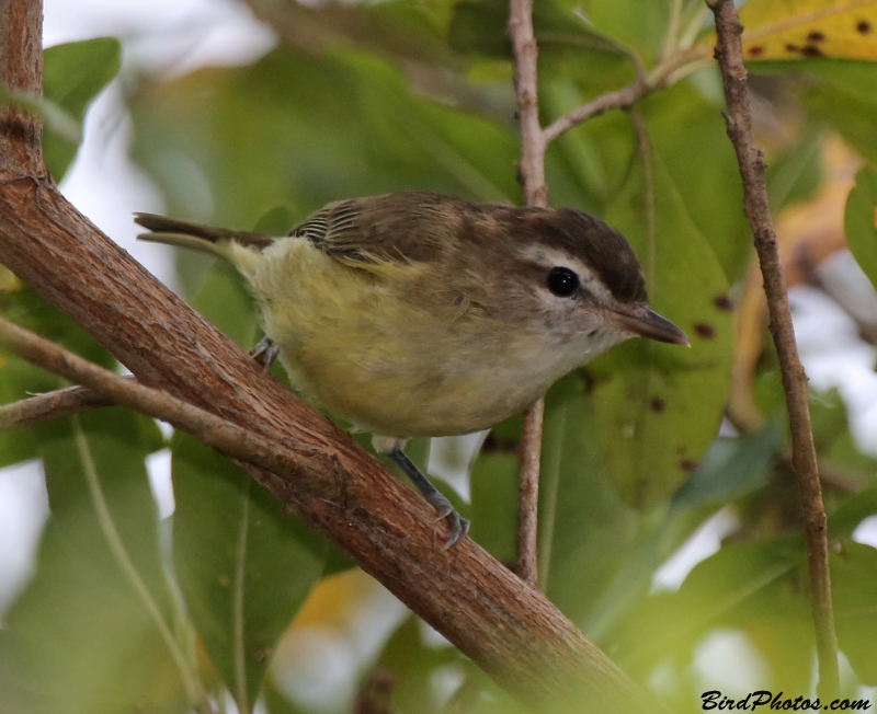 Brown-capped Vireo