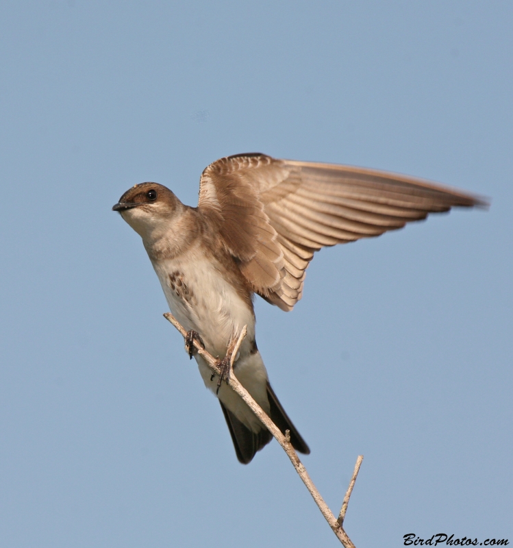 Brown-chested Martin