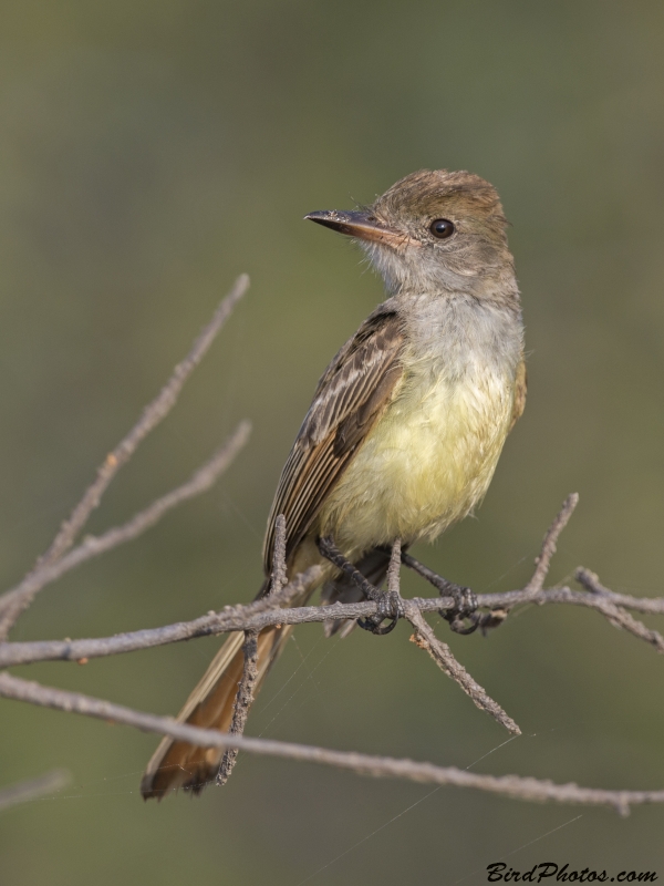 Brown-crested Flycatcher