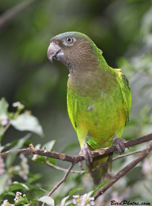 Brown-throated Parakeet