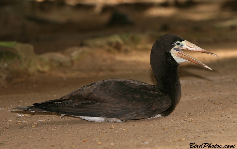 Brown Booby