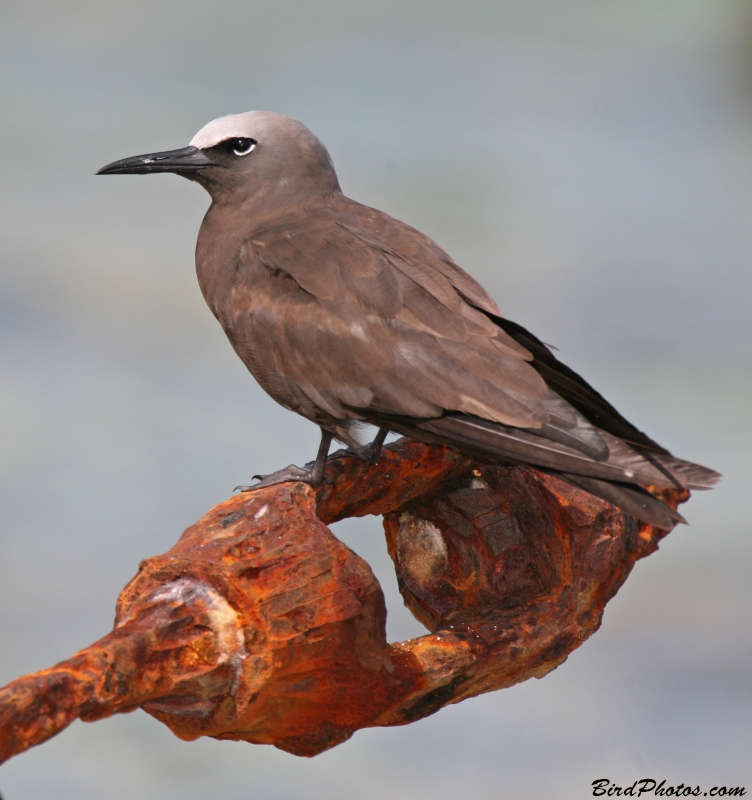 Brown Noddy