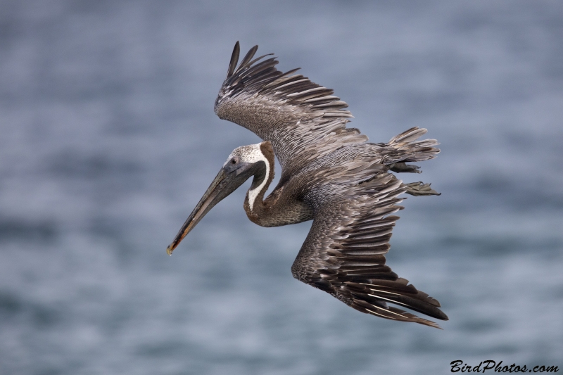 Brown Pelican