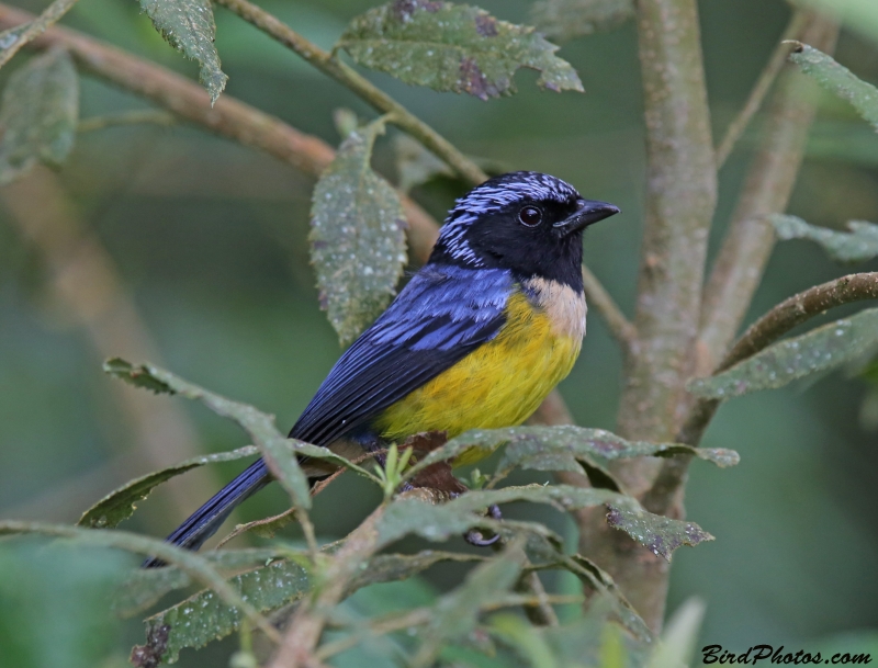 Buff-breasted Mountain Tanager