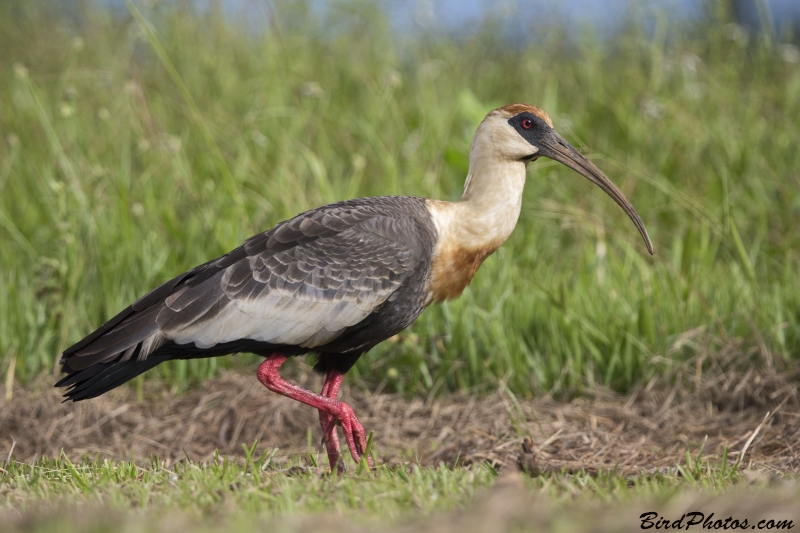 Buff-necked Ibis