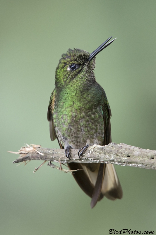 Buff-tailed Coronet