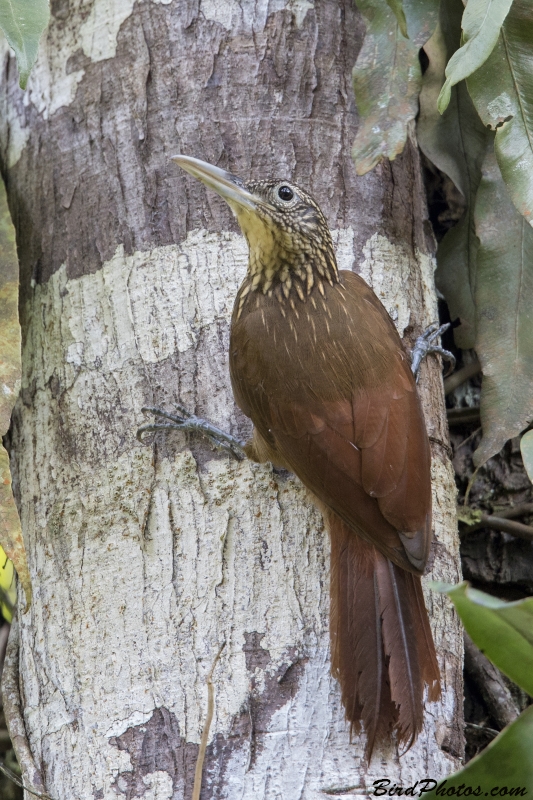 Buff-throated Woodcreeper