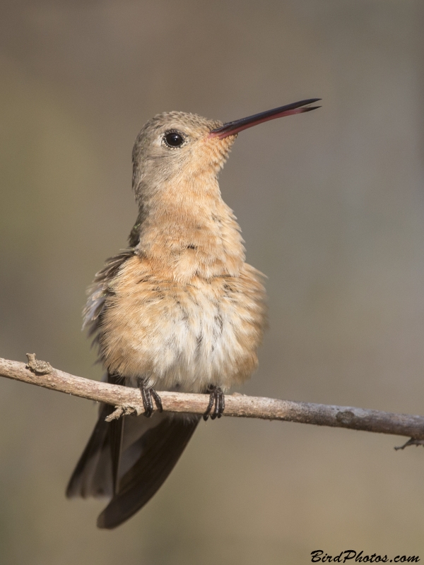 Buffy Hummingbird