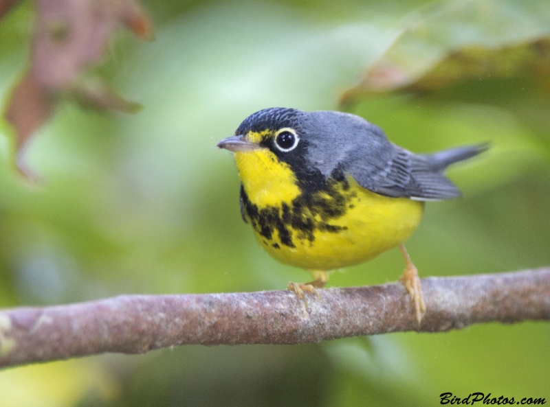 Canada Warbler