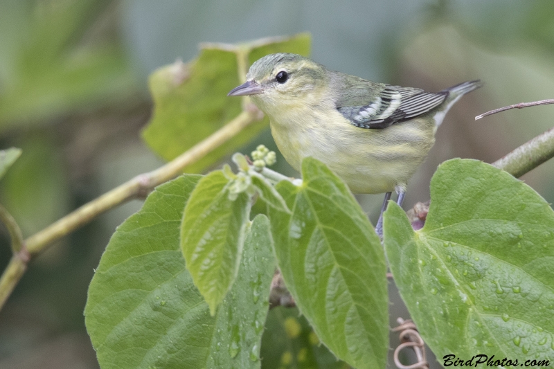 Cerulean Warbler