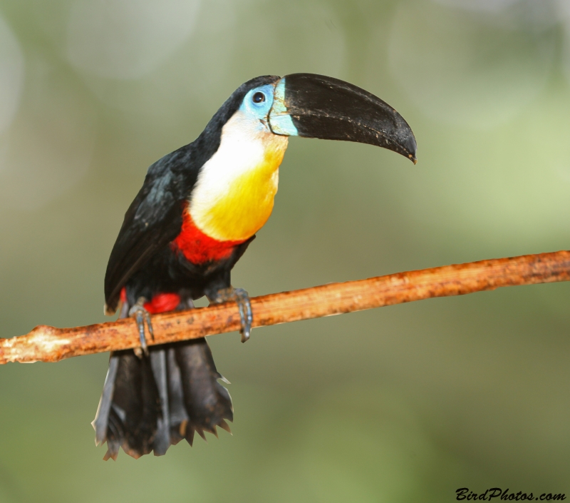 Channel-billed Toucan