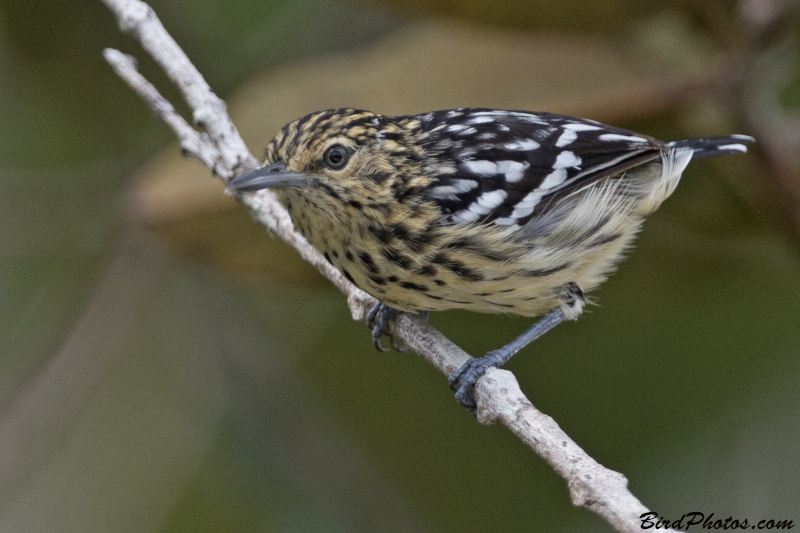 Cherrie's Antwren