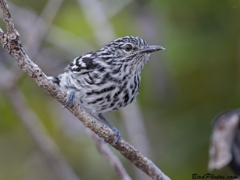 Cherrie's Antwren