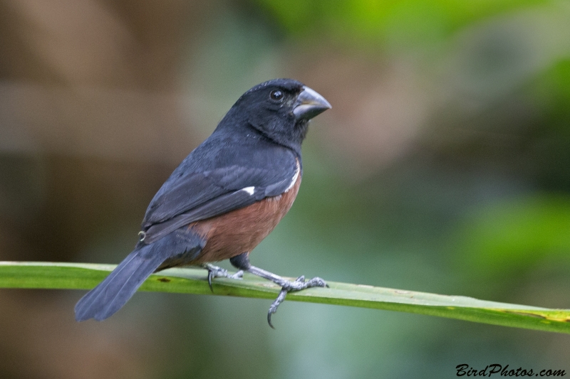 Chestnut-bellied Seed Finch