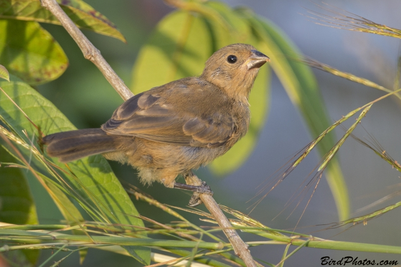 Chestnut-bellied Seedeater