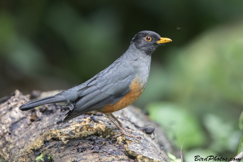 Chestnut-bellied Thrush