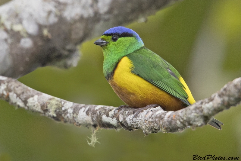 Chestnut-breasted Chlorophonia