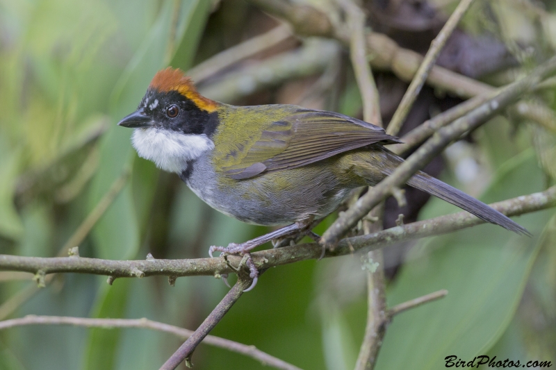 Chestnut-capped Brushfinch