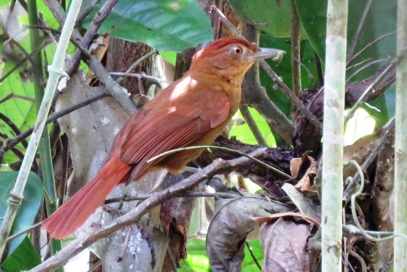 Chestnut-crowned Foliage-gleaner