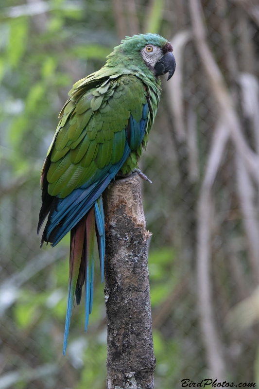 Chestnut-fronted Macaw