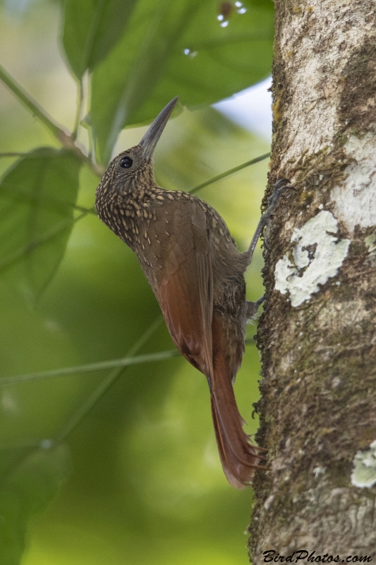 Chestnut-rumped Woodcreeper