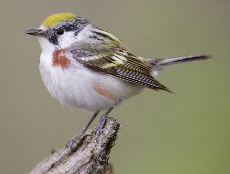 Chestnut-sided Warbler