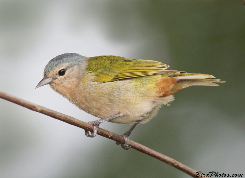 Chestnut-vented Conebill