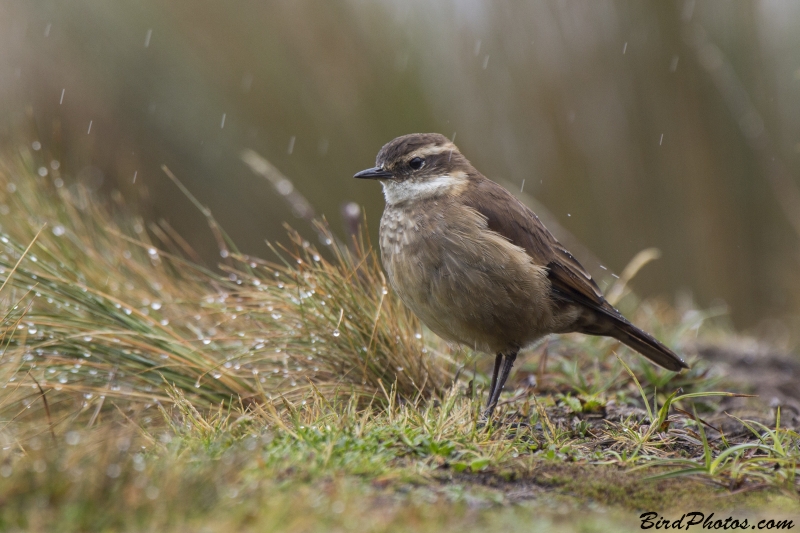 Chestnut-winged Cinclodes